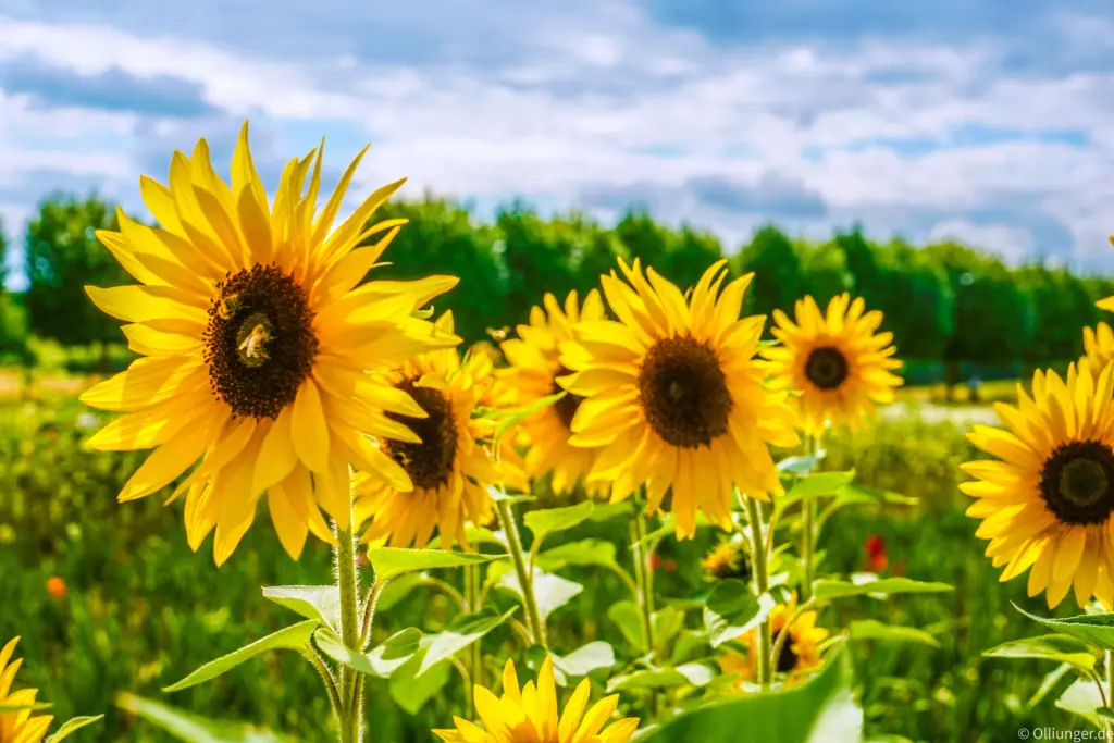 Sonnenblumen