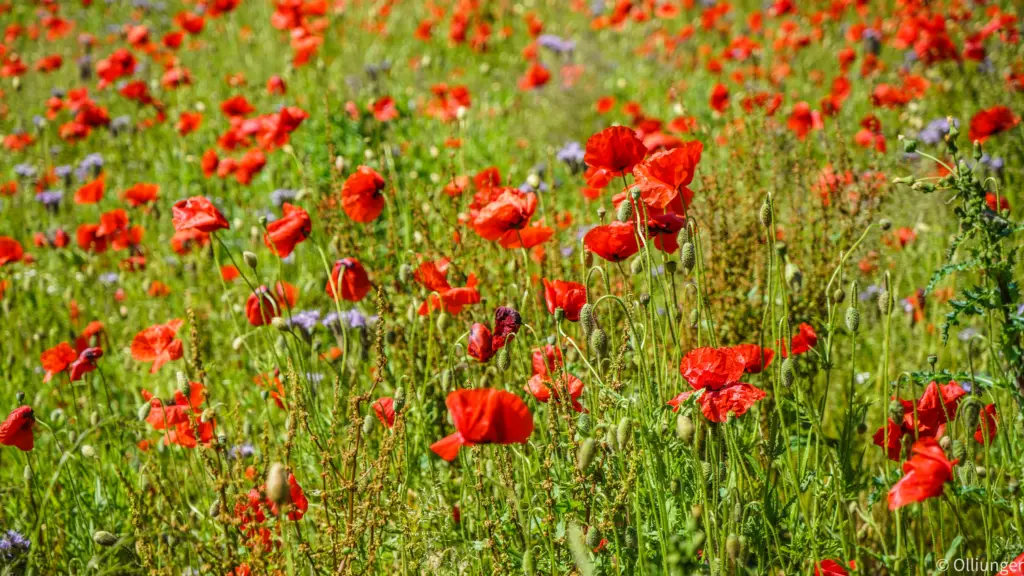Mohnblumen
