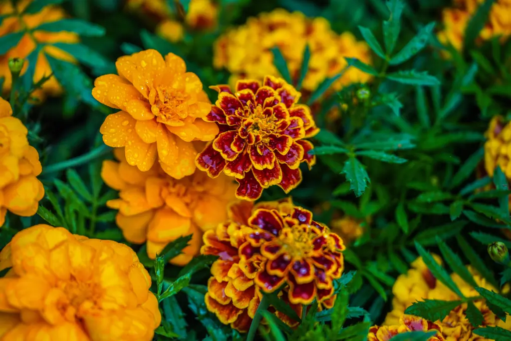 Blüten